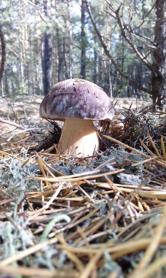 Pulemchanka Pulemets Exteriör bild